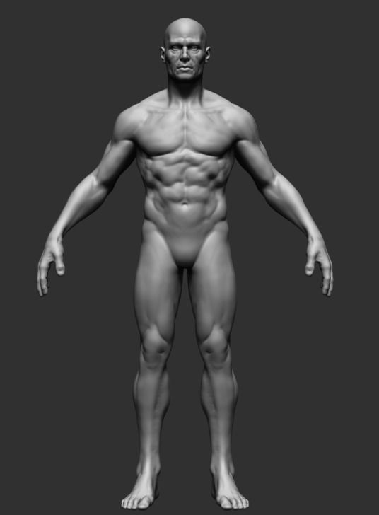 Free Human Anatomy 3d Models